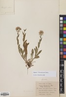 Filed as Erigeron caucasicus Steven [family COMPOSITAE]