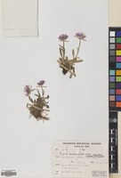 Filed as Erigeron caucasicus Steven subsp. venustus (Botsch.) Grierson [family COMPOSITAE]