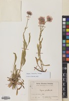Filed as Erigeron caucasicus Steven subsp. venustus (Botsch.) Grierson [family COMPOSITAE]
