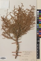 Filed as Artemisia scoparia Waldst. & Kit. [family COMPOSITAE]