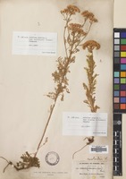 Filed as Achillea nobilis L. subsp. sipylea (O.Schwarz) Bässler [family COMPOSITAE]