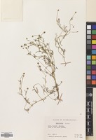 Filed as Matricaria aurea (Loefl.) Sch.Bip. [family COMPOSITAE]