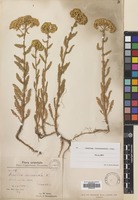 Filed as Achillea biebersteinii Afan. [family COMPOSITAE]