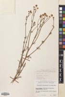 Filed as Tripleurospermum disciforme (C.A.Mey) Sch-Bip. [family COMPOSITAE]
