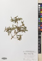 Filed as Flaveria trinervia (Spreng.) Mohr [family COMPOSITAE]