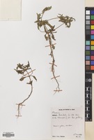 Filed as Flaveria trinervia (Spreng.) Mohr [family COMPOSITAE]