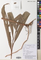 Filed as Etlingera brevilabrum (Valeton) R.M.Sm. [family ZINGIBERACEAE]