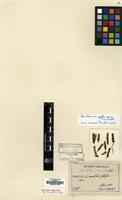 Holotype of Gentiana taquetii H. Lev. [family GENTIANACEAE]