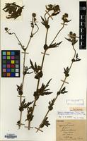 Type of Geum ranunculoides H. Lev. [family ROSACEAE]