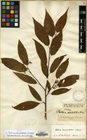 Isotype of Photinia beauverdiana C.K.Schneid. [family ROSACEAE]