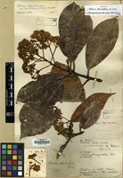 Type of Photinia flavidiflora W.W.Sm. [family ROSACEAE]