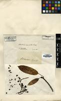 Type? of Stranvaesia argyi H. Lev. [family ROSACEAE]