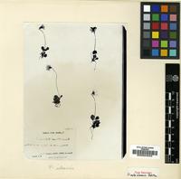 Type of Primula silaensis Petitm. [family PRIMULACEAE]