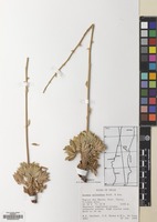Filed as Acaena splendens Hook. & Arn. [family ROSACEAE]