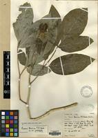 Holotype of Paeonia turcica P.H.Davis & Cullen [family PAEONIACEAE]