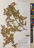 Filed as Nothofagus obliqua (Mirb.) Blume [family NOTHOFAGACEAE]