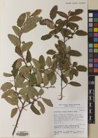 Filed as Nothofagus obliqua (Mirb.) Blume [family NOTHOFAGACEAE]