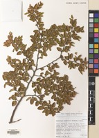 Filed as Nothofagus antarctica (G.Forst.) Oerst. [family NOTHOFAGACEAE]