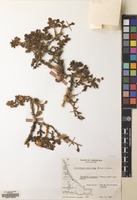 Filed as Nothofagus antarctica (G.Forst.) Oerst. [family NOTHOFAGACEAE]