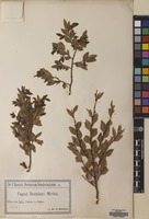 Filed as Nothofagus dombeyi (Mirb.) Oerst. [family NOTHOFAGACEAE]