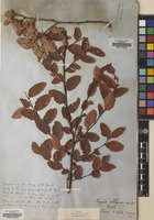 Filed as Nothofagus obliqua (Mirb.) Blume [family NOTHOFAGACEAE]