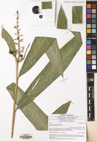 Filed as Alpinia beamanii R.M.Sm. [family ZINGIBERACEAE]