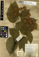 Isosyntype of Adina indivisa Lace [family RUBIACEAE]