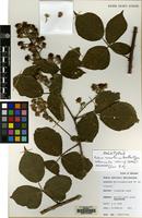 Holotype of Rubus newtonii Ballantyne [family ROSACEAE]