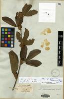 Filed as Flemingia grahamiana Wight & Arn. [family LEGUMINOSAE]