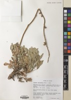 Filed as Acaena splendens Hook. & Arn. [family ROSACEAE]