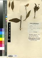 Isotype of Dirichletia duemmeri Wernham [family RUBIACEAE]