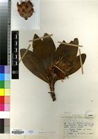 Isotype of Protea flavopilosa Beard [family PROTEACEAE]