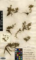 Syntype of Wahlenbergia montana A.DC. var. angustisepala v. Brehm. [family CAMPANULACEAE]