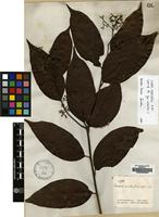 Type of Cordia scabrifolia A.DC [family BORAGINACEAE]