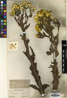 Type of Helichrysum cooperi Harv. [family COMPOSITAE]