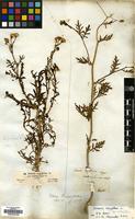Type of Senecio aegyptius L. [family COMPOSITAE]