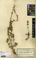 Isolectotype of Acaena pinnatifida Ruiz & Pav. var. uspallatensis Bitter [family ROSACEAE]
