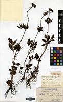 Syntype of Valeriana coreana Briq. [family VALERIANACEAE]