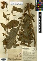 Syntype of Codonopsis chimiliensis J.Anthony [family CAMPANULACEAE]