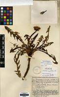 Lectotype of Taraxacum johnstonii Dahlst. [family COMPOSITAE]