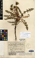 Isolectotype of Taraxacum laetifrons Dahlst. ex H.H.Johnston [family COMPOSITAE]