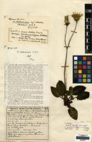 Isolectotype of Hieracium dicella P.D.Sell & C.West [family COMPOSITAE]