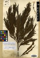 Isotype of Piptadenia buchananii Baker F. [family LEGUMINOSAE]