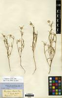 Isotype of Gomphrena lanata R.Br. [family AMARANTHACEAE]