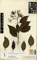Isotype of Hamelia pedicellata Wernh. [family RUBIACEAE]