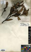 Isosyntype of Eucalyptus dumosa A.Cunn. ex Schauer var. conglobata Benth. [family MYRTACEAE]