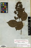 Isotype of Ecdysanthera schrieckii Van Heurck & Mull.Arg. [family APOCYNACEAE]