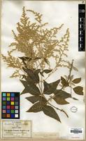 Type of Iresine pringlei S.Watson [family AMARANTHACEAE]