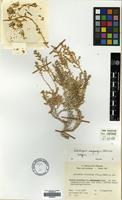 Isotype of Kalidiopsis wagenitzii Aellen [family AMARANTHACEAE]