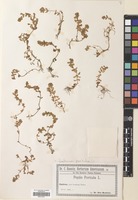 Filed as Lythrum portula (L.) D.A.Webb [family LYTHRACEAE]